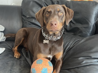 Mixed Breed – Smart Doberman Malinois Mix – 2-Year-Old Female – Santa Cruz