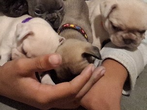 French Bulldog – frenchie – Phoenix