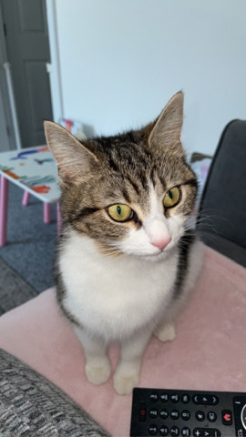 Toyger – young cat