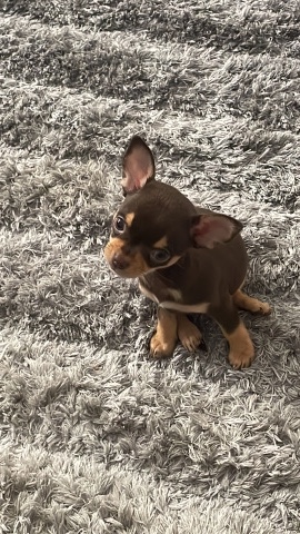 Chihuahua – female Chihuahua
