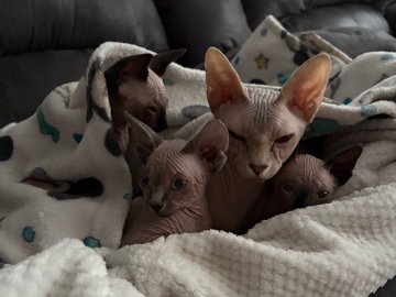 Sphynx – Sphynx Kittens – Antioch