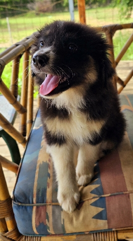 Australian Shepherd – AKC Australian shepherd puppies TriColor Female