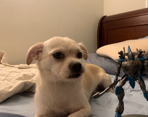 Rocky-Chihuahua/Maltese mix