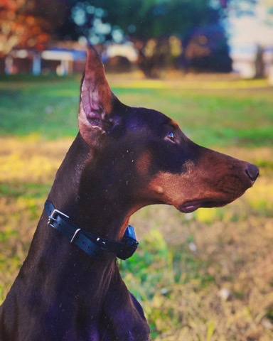 Doberman Pinscher – Red doberman in need of home asap