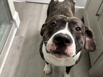 Blue Paul Terrier – looking for a good home – Charlotte