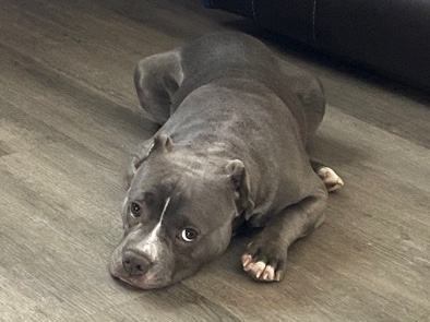 Small Pocket Blue Nose Bully