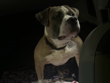 American Pit Bull Terrier – King- Pit bull Terrier – Greensboro