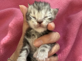 Maine Coon – Maine **** LOOF polydactile