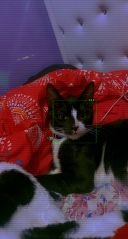 American Curl – ahzee