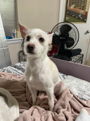 Jack Russell Terrier – needs a loving home
