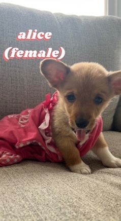 Pembroke Welsh Corgi – Pembroke Welsh Corgi named Alice