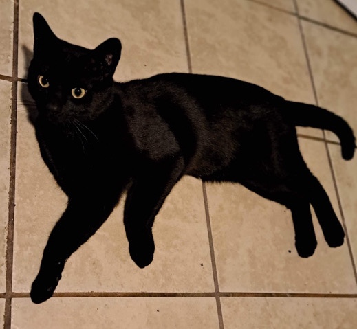 Burmese – This kitty must be rehomed