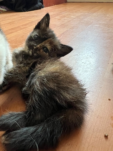 American Shorthair – Looking For A New Home