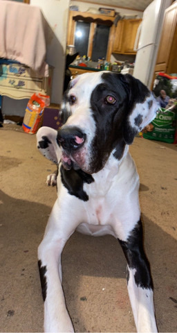 Great Dane – Great Dane