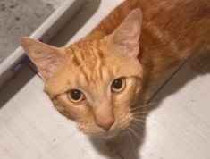 American Shorthair – cheezit needs a home! – Little Rock