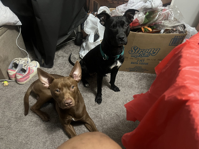 Mixed Breed – SIBLINGS NEED NEW LOVING HOME – Cincinnati