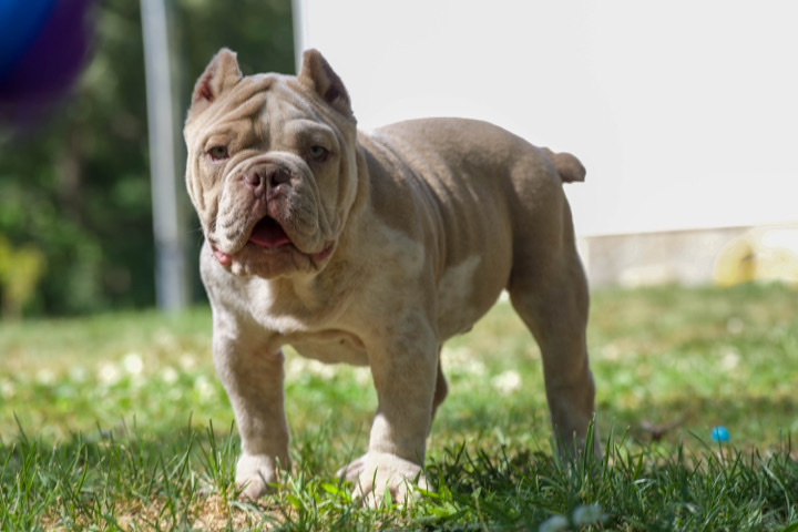 American Pit Bull Terrier – american bully for sale