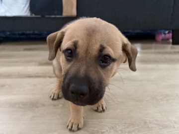 German Shepherd – German Shepherd Mix Puppy – 10 Weeks Old – Irving – Fort Worth