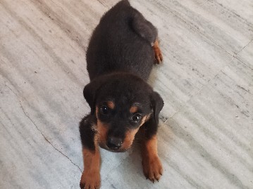Rottweiler – shipweiler