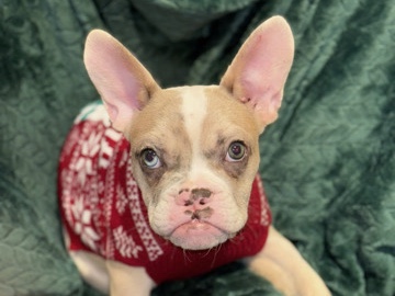 French Bulldog – Frenchie Lovers – Maywood
