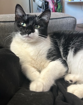 American Shorthair – Rehoming my sweetheart Doja ASAP