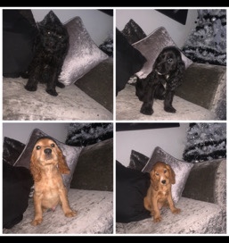 English Cocker Spaniel – Ready. cocker spaniel/cockapoo