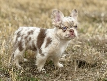 French Bulldog – AKC female rojo with tan merle fluffy – Fort Worth