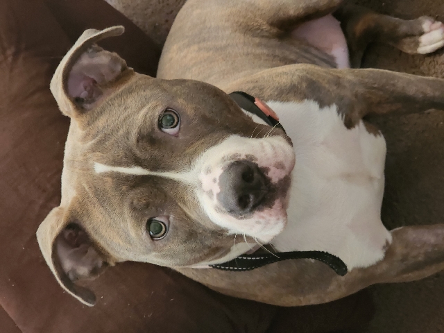 American Staffordshire Terrier – for sale