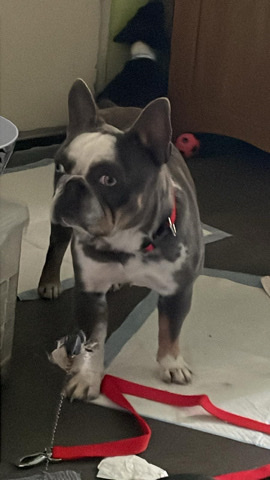French Bulldog – French bulldog