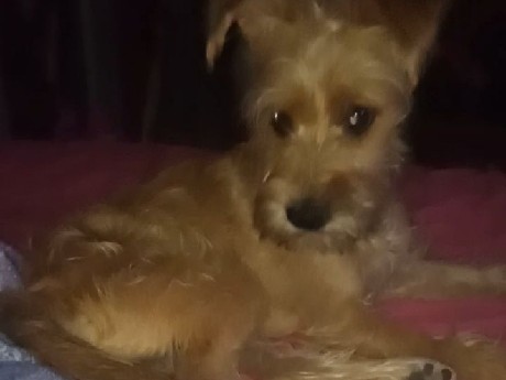 All - mimi available for adoption in Leon