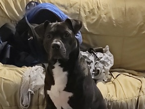 Labrador Retriever – Pitt/lab mix – Baltimore