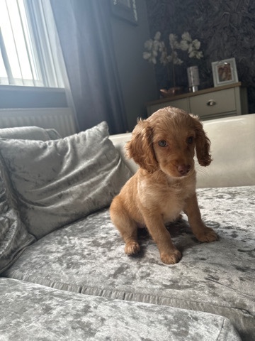 Cockapoo girl