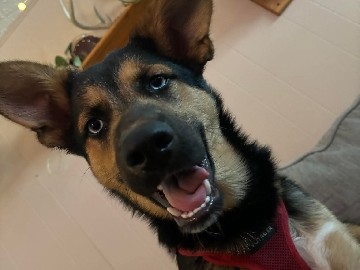 German Shepherd – Apollo Creed – Indianapolis