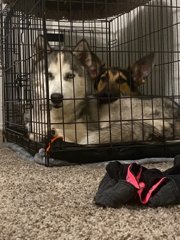 Siberian Husky – 4/6 month old fullbreed siberian husky puppy