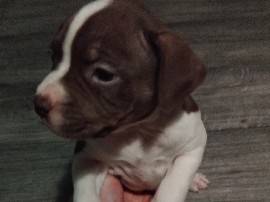 Staffordshire Bull Terrier - Staffordshire bull terrier puppies for sale available for adoption in London