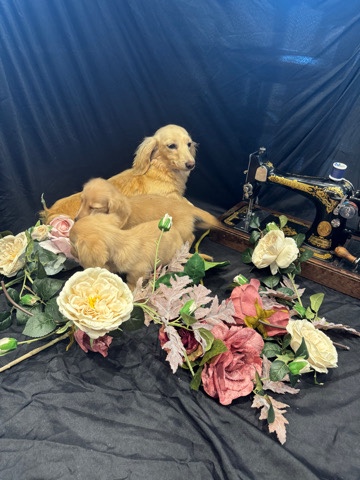 Dachshund – cream dachshund