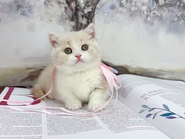 Munchkin – Munchkin kitten girl – Arcadia