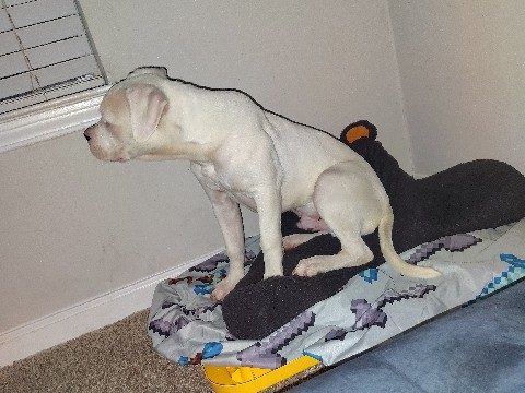 American Pit Bull Terrier – Brayden – Stockbridge