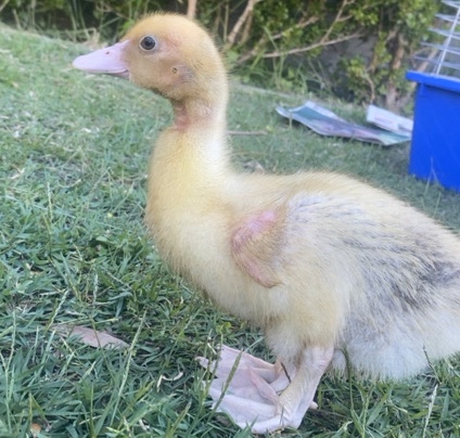 Cute Little duckling