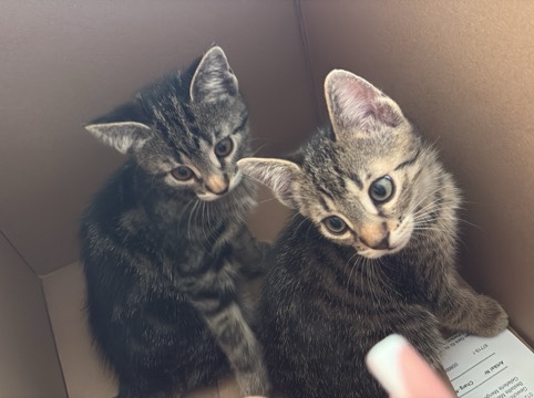 Bengal – Ekh-Bengalkatzen-Geschwister Felix und Oreo – 3 Monate alt – Sassenberg