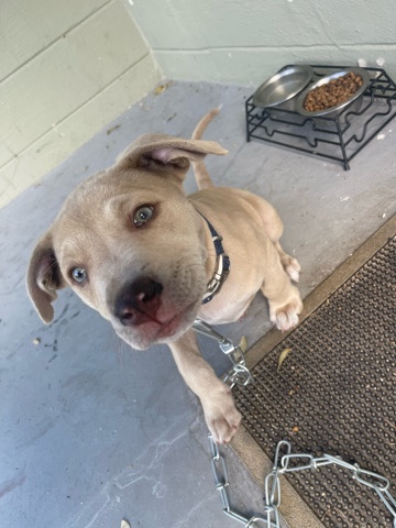 American Pit Bull Terrier – Loving American pit bull terrier looking for home