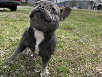 Bulldog – Blue prueba bulldog francés – Columbus