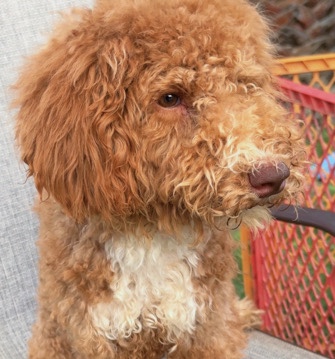 Image of Goldendoodle