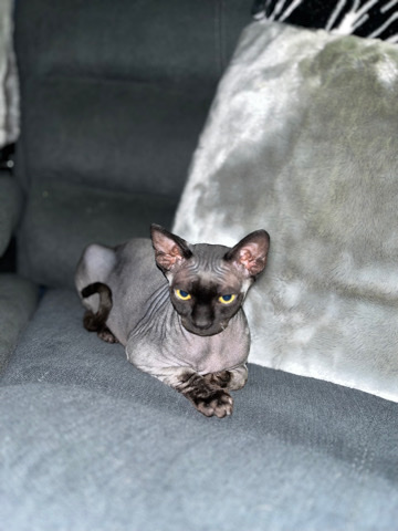 Sphynx – Blue Sphynx Kitten