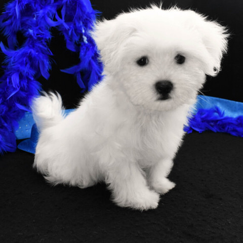 Maltese – Adorable maltese dog for sale.