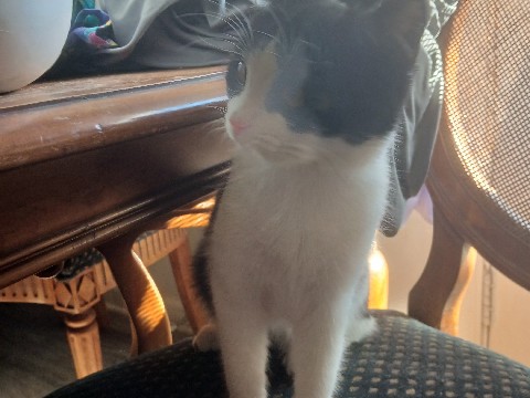 cat