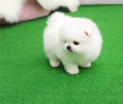Pomeranian – Pomerania mini toy Puppy for Adoption – New York