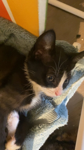 Persian (Modern) – Selling kittens