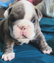 Bulldog – Alikas.Bulldogs