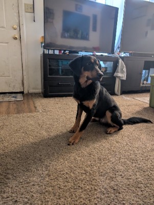 German shepherd mix – Columbus